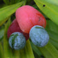 Yew Plum Pine Live Plant (Podocarpus macrophyllus)