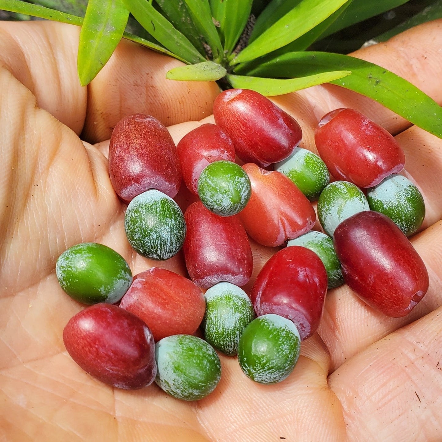 Yew Plum Pine Live Plant (Podocarpus macrophyllus)