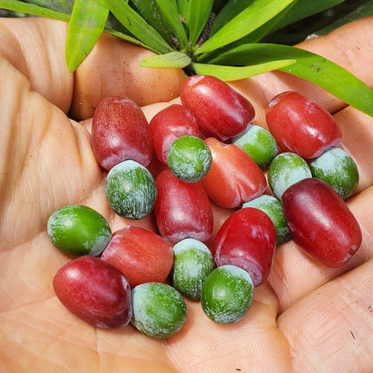 Yew Plum Pine Live Plant (Podocarpus macrophyllus)