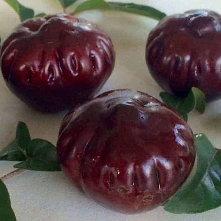 Burdekin Plum Live Plant (Pleiogynium timoriense)