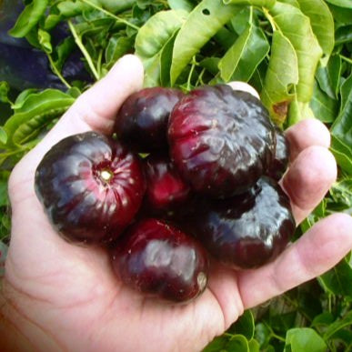 Burdekin Plum Live Plant (Pleiogynium timoriense)