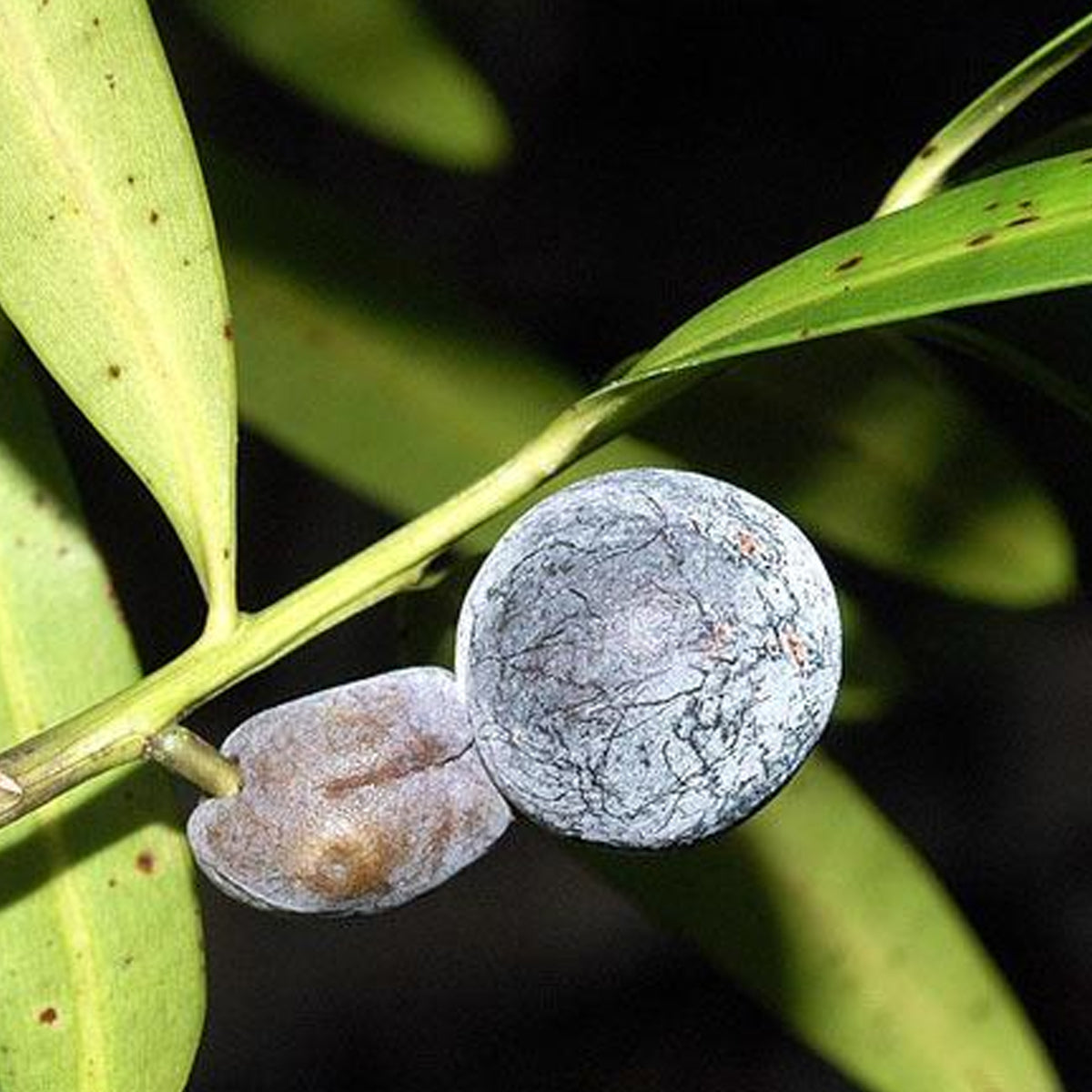 Plum Pine (Podocarpus elatus) Live Plants
