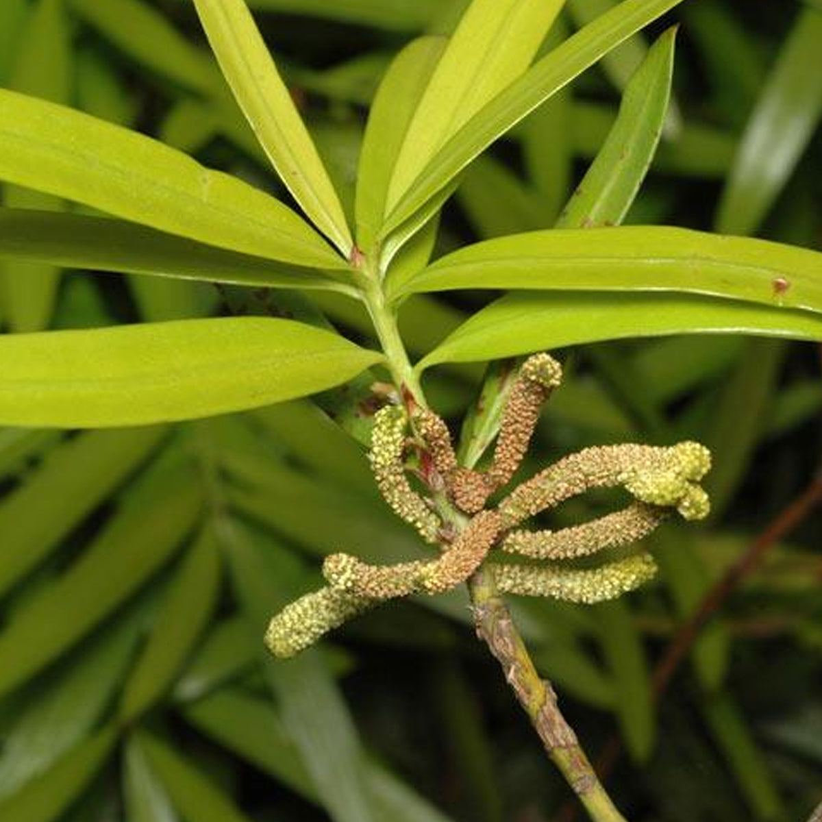 Plum Pine (Podocarpus elatus) Live Plants