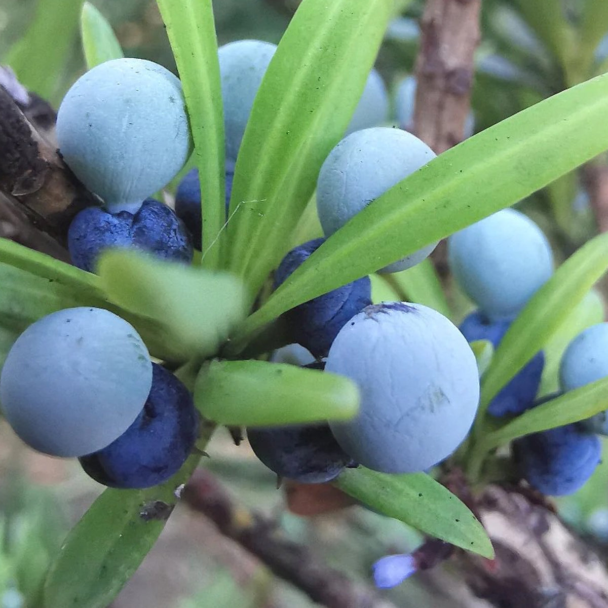 Plum Pine (Podocarpus elatus) Live Plants
