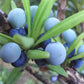 Plum Pine (Podocarpus elatus) Live Plants