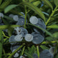 Plum Pine (Podocarpus elatus) Live Plants