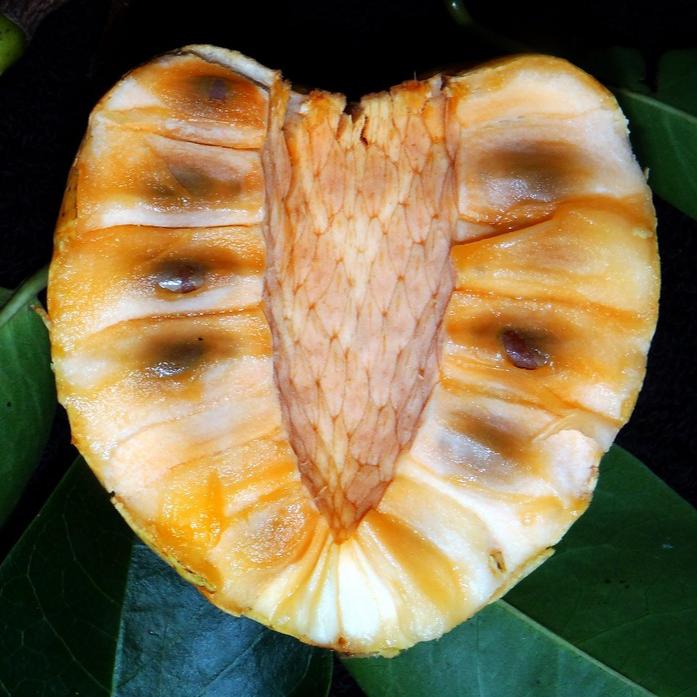 Pond Apple Fruit Plant ( Annona Glabra )