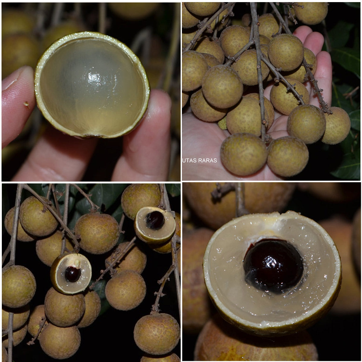 Ponyai Longan Fruit Plant (Dimocarpus longan)