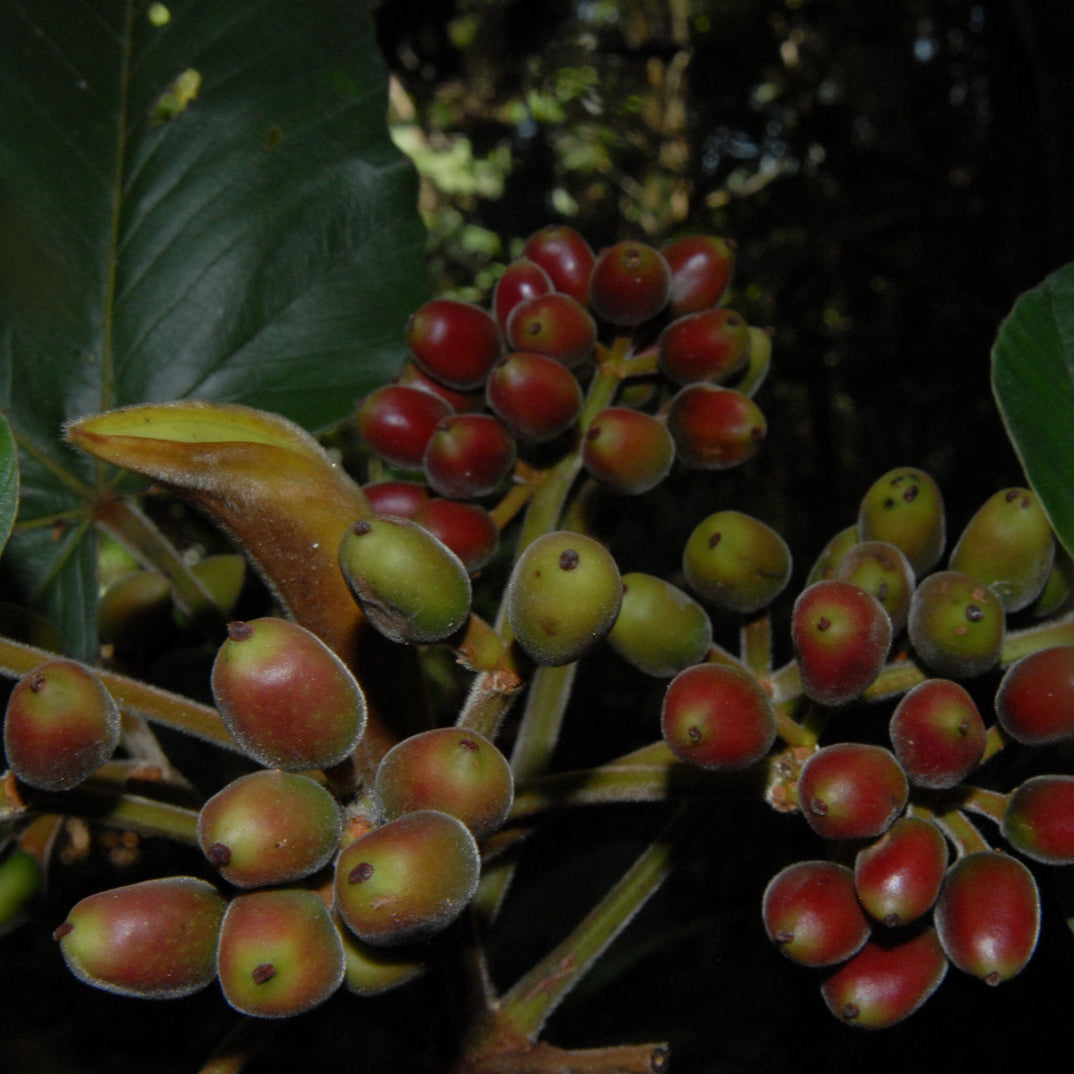 Pourouma guianensis Live Plant