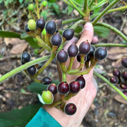 Pourouma guianensis Live Plant