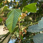 Pourouma guianensis Live Plant