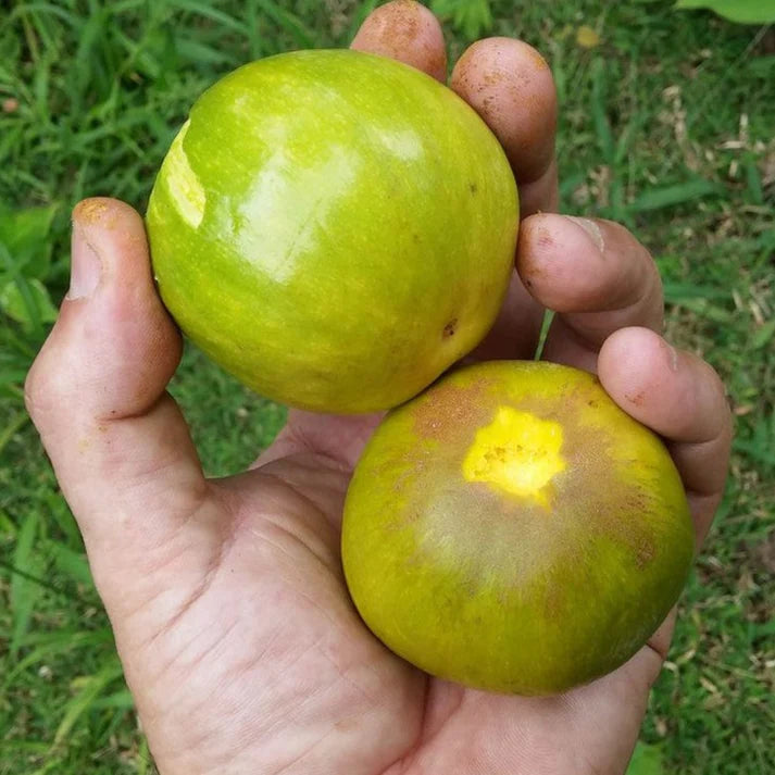 Cutite Fruit Plant (Pouteria macrophylla)