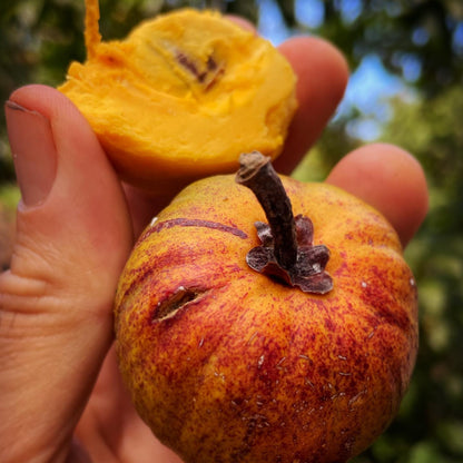 Cutite Fruit Plant (Pouteria macrophylla)