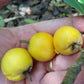 Pouteria sp Santa Catarina Fruit Plant