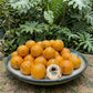 Pouteria Sweet Sunball Live Plants