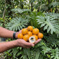 Pouteria Sweet Sunball Live Plants