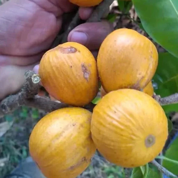 Pouteria Trilocularis Live Plant