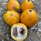 Pouteria Trilocularis Live Plant
