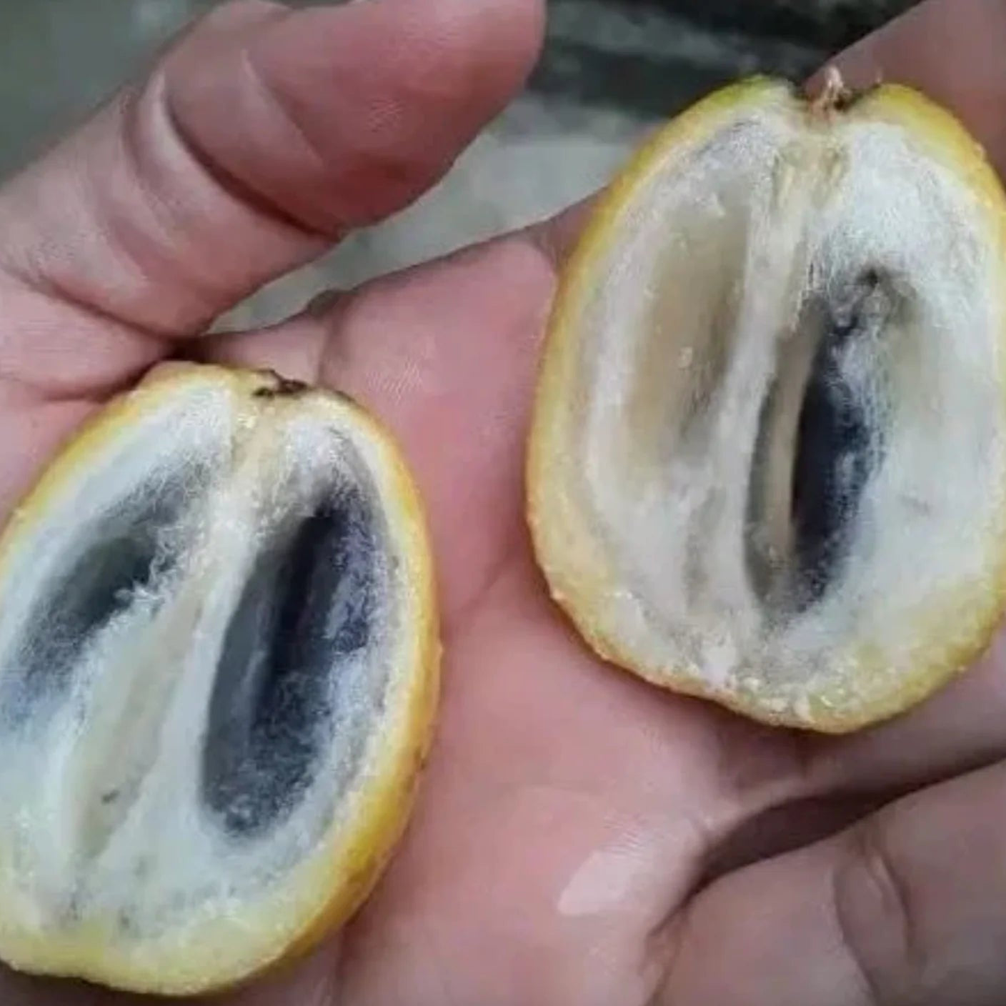 Pouteria Trilocularis Live Plant