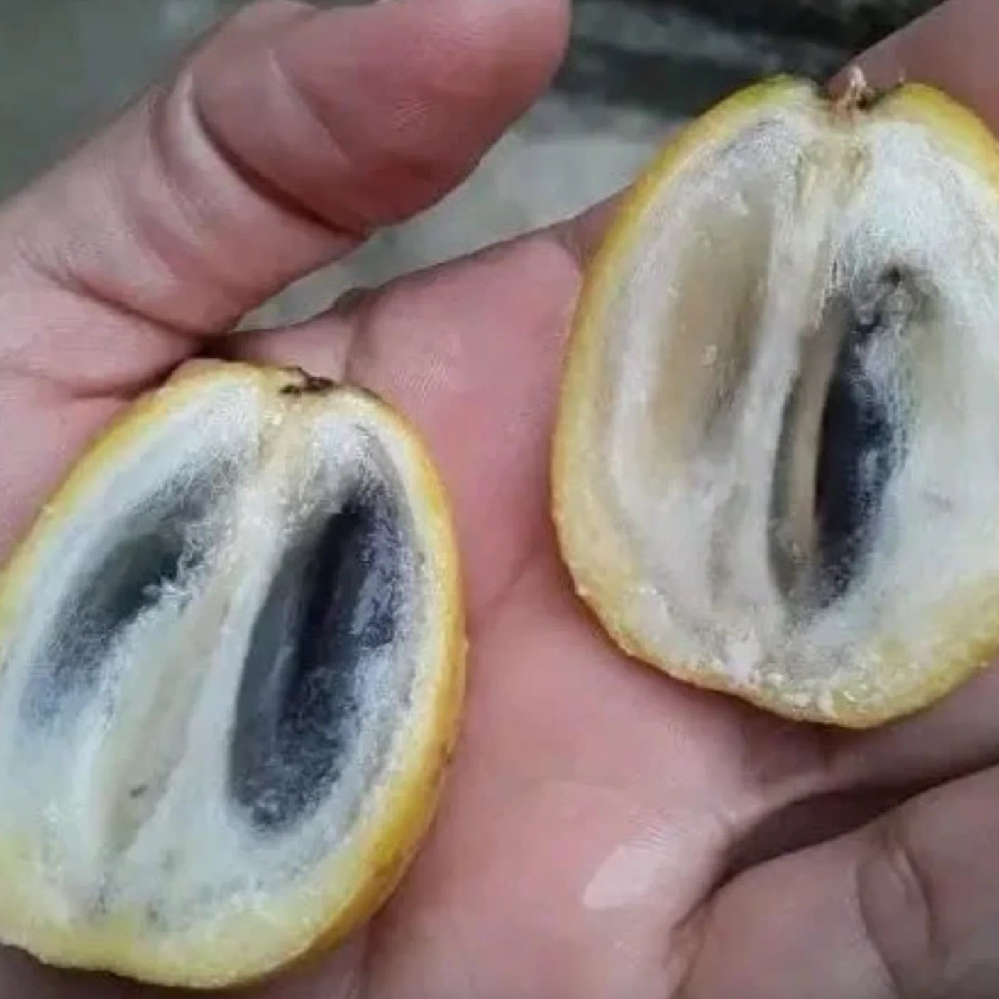 Pouteria Trilocularis Live Plant
