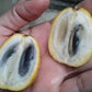 Pouteria Trilocularis Live Plant