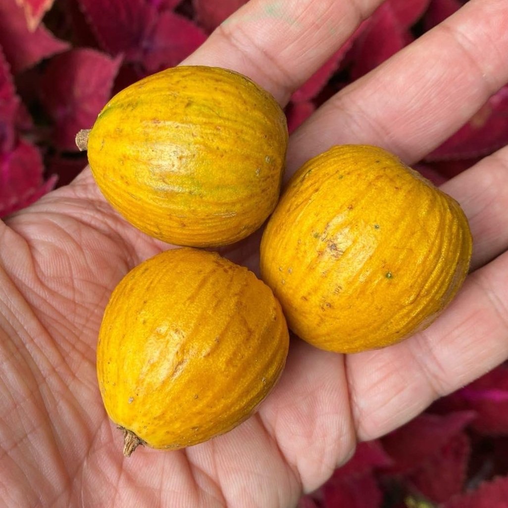 Pouteria Trilocularis Live Plant
