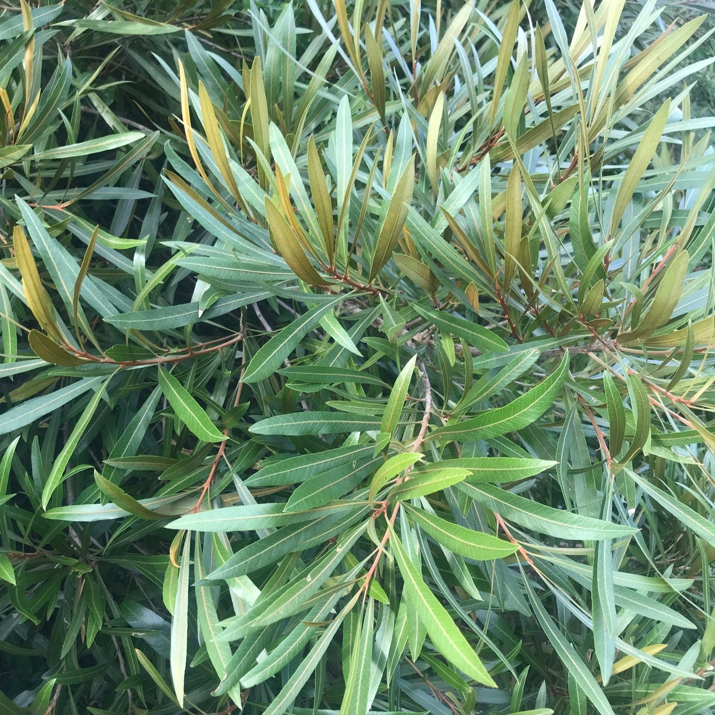 Mataojo Live Plant (Pouteria salicifolia )