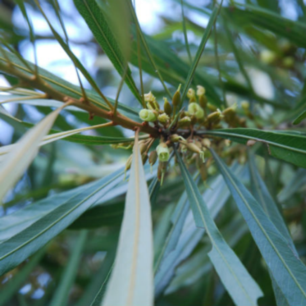 Mataojo Live Plant (Pouteria salicifolia )