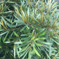 Mataojo Live Plant (Pouteria salicifolia )