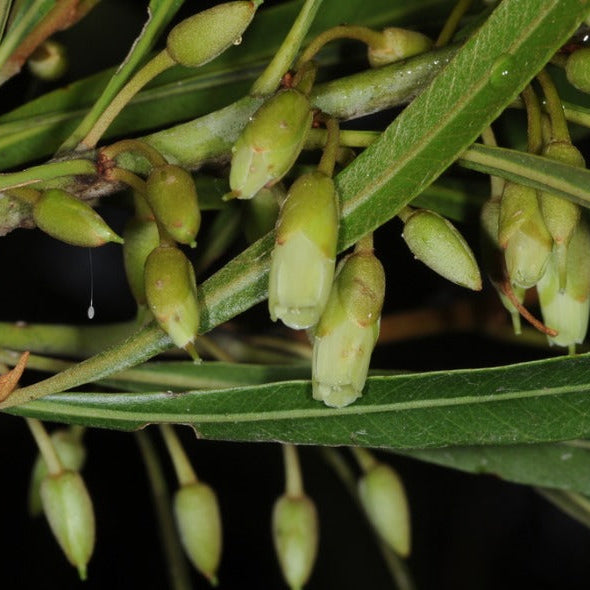 Mataojo Live Plant (Pouteria salicifolia )