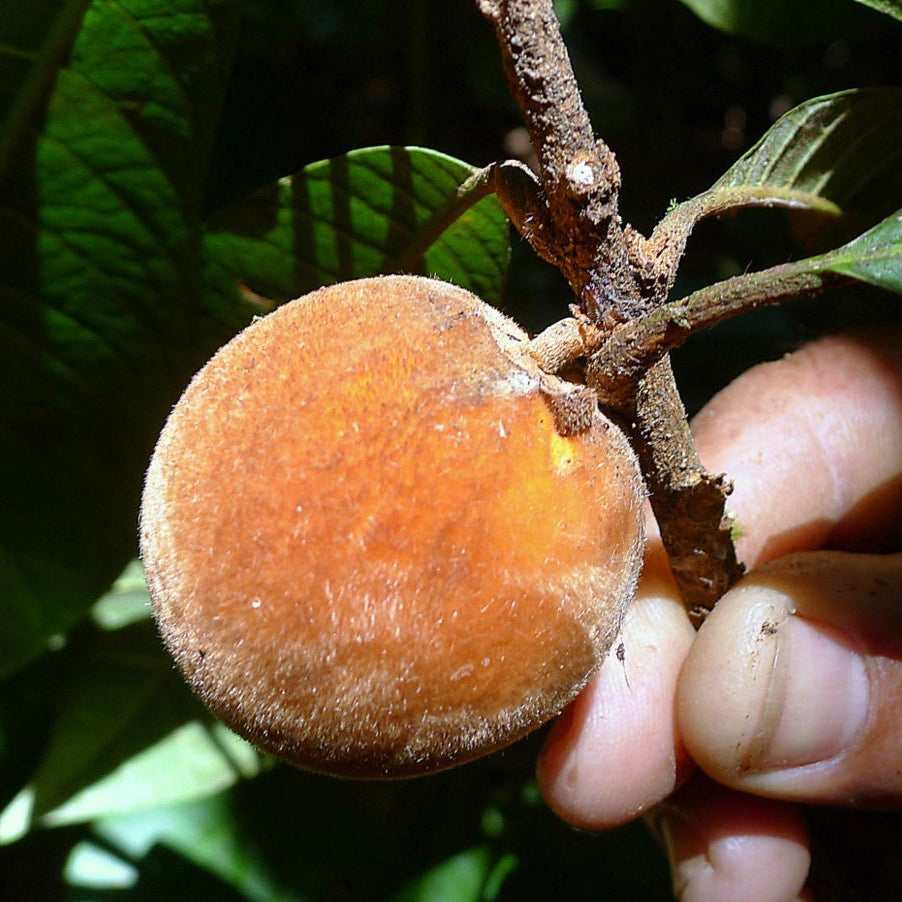 Pouteria macahensis Live Plant (Pouteria macahensis)