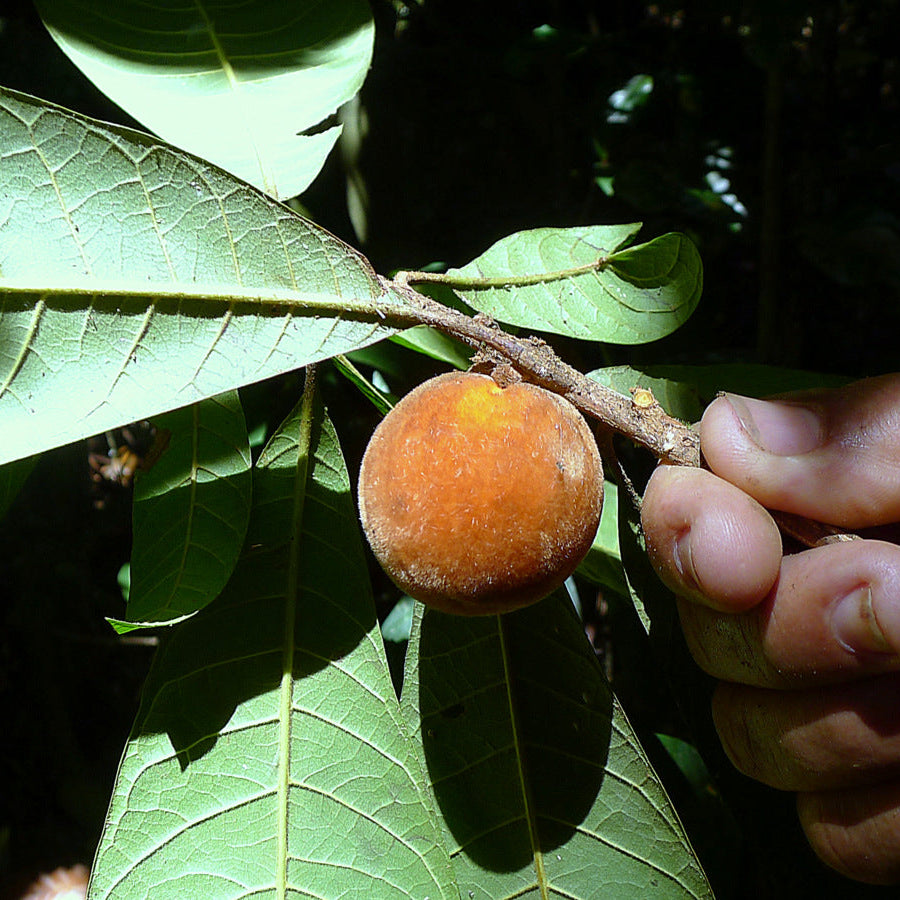 Pouteria macahensis Live Plant (Pouteria macahensis)