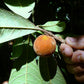 Pouteria macahensis Live Plant (Pouteria macahensis)