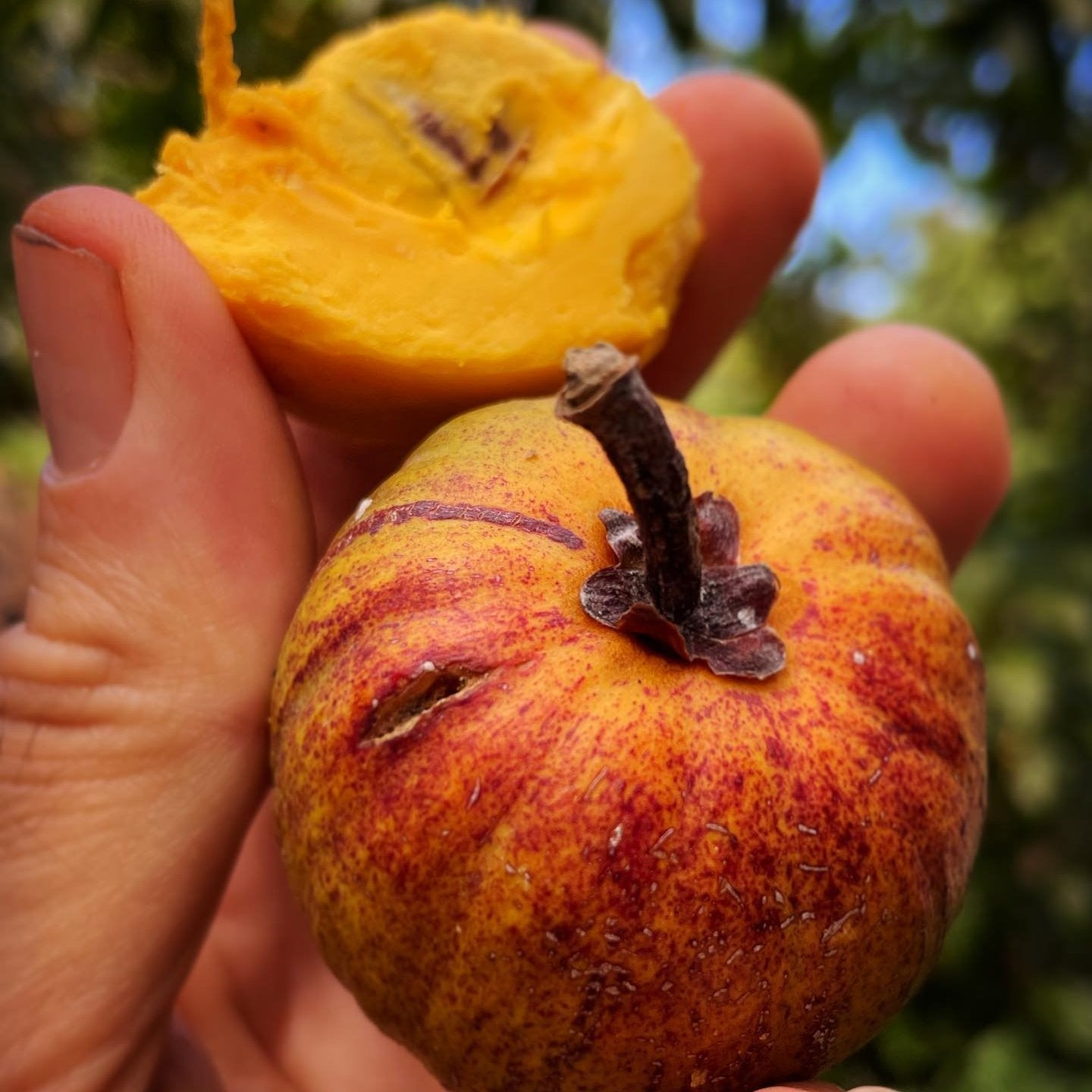 Cutite Fruit   Plant  ( Pouteria Macrophylla )