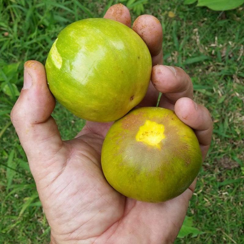 Cutite Fruit   Plant  ( Pouteria Macrophylla )