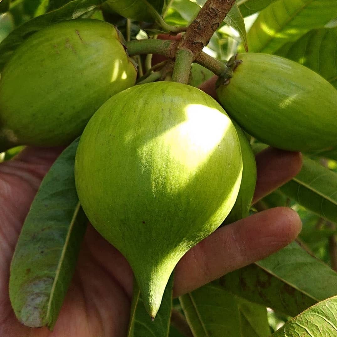 Cutite Fruit   Plant  ( Pouteria Macrophylla )