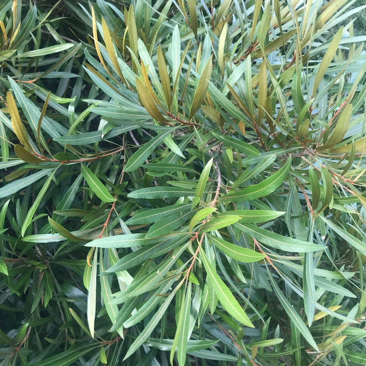 Mataojo Live Plant (Pouteria salicifolia )
