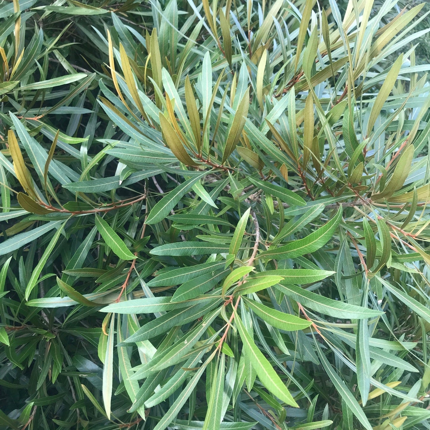 Mataojo Live Plant (Pouteria salicifolia )