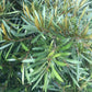 Mataojo Live Plant (Pouteria salicifolia )