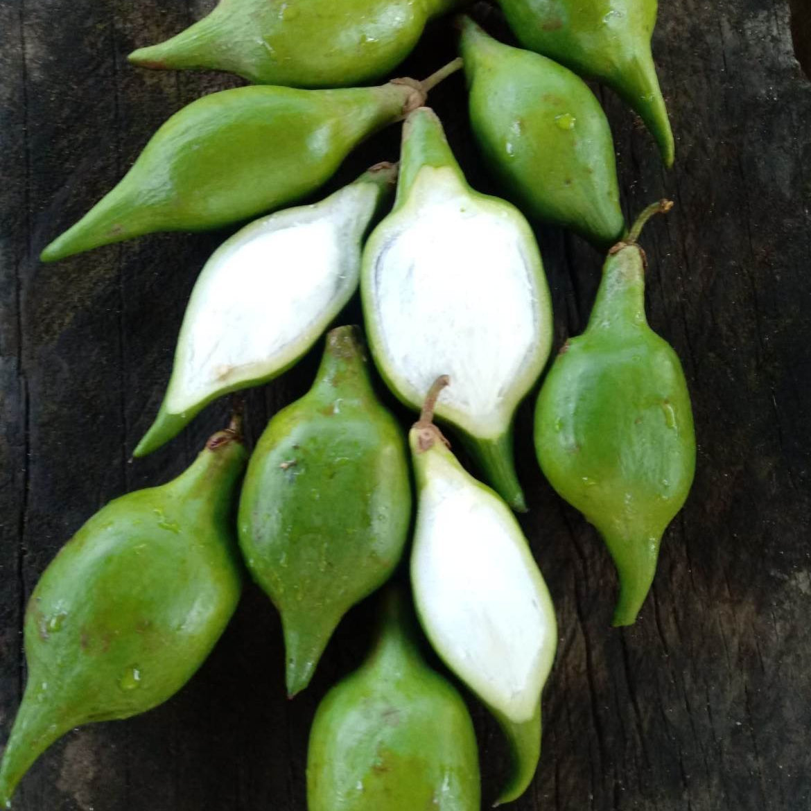 Mataojo Live Plant (Pouteria salicifolia )