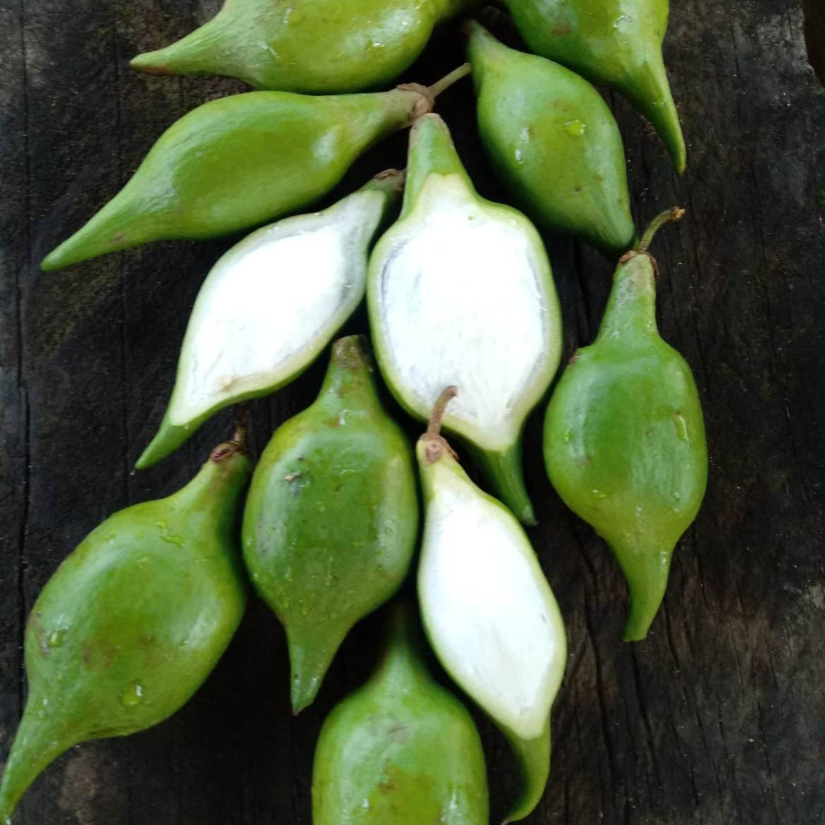 Mataojo Live Plant (Pouteria salicifolia )