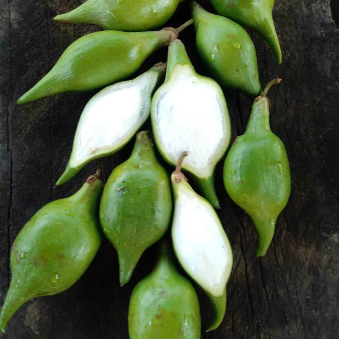 Mataojo Live Plant (Pouteria salicifolia )