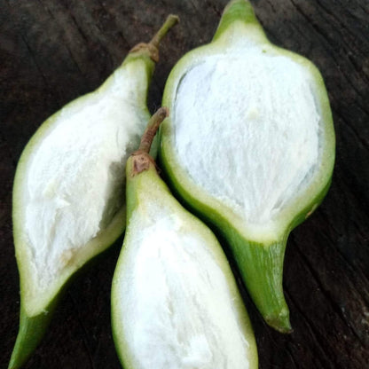 Mataojo Live Plant (Pouteria salicifolia )