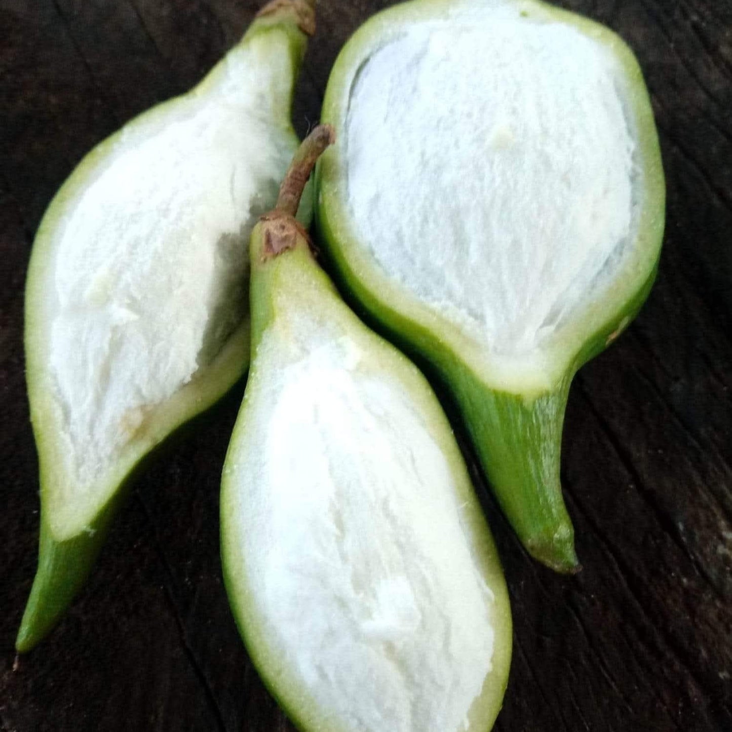Mataojo Live Plant (Pouteria salicifolia )