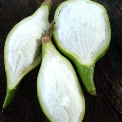 Mataojo Live Plant (Pouteria salicifolia )