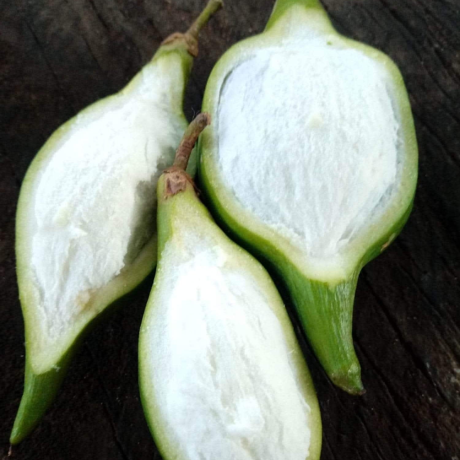 Mataojo Live Plant (Pouteria salicifolia )
