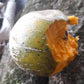 Pouteria aff. multiflora Live Plant