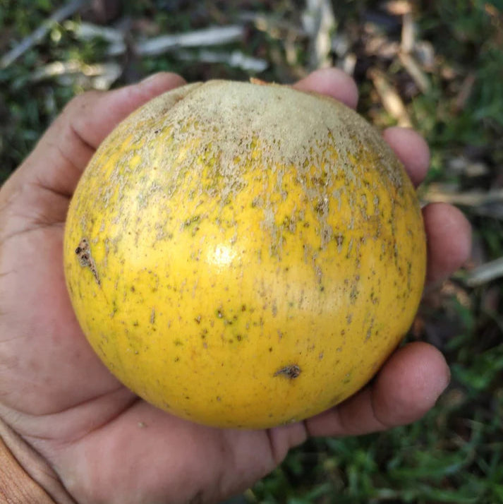 Pouteria aff. multiflora Live Plant