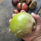 Pouteria aff. multiflora Live Plant