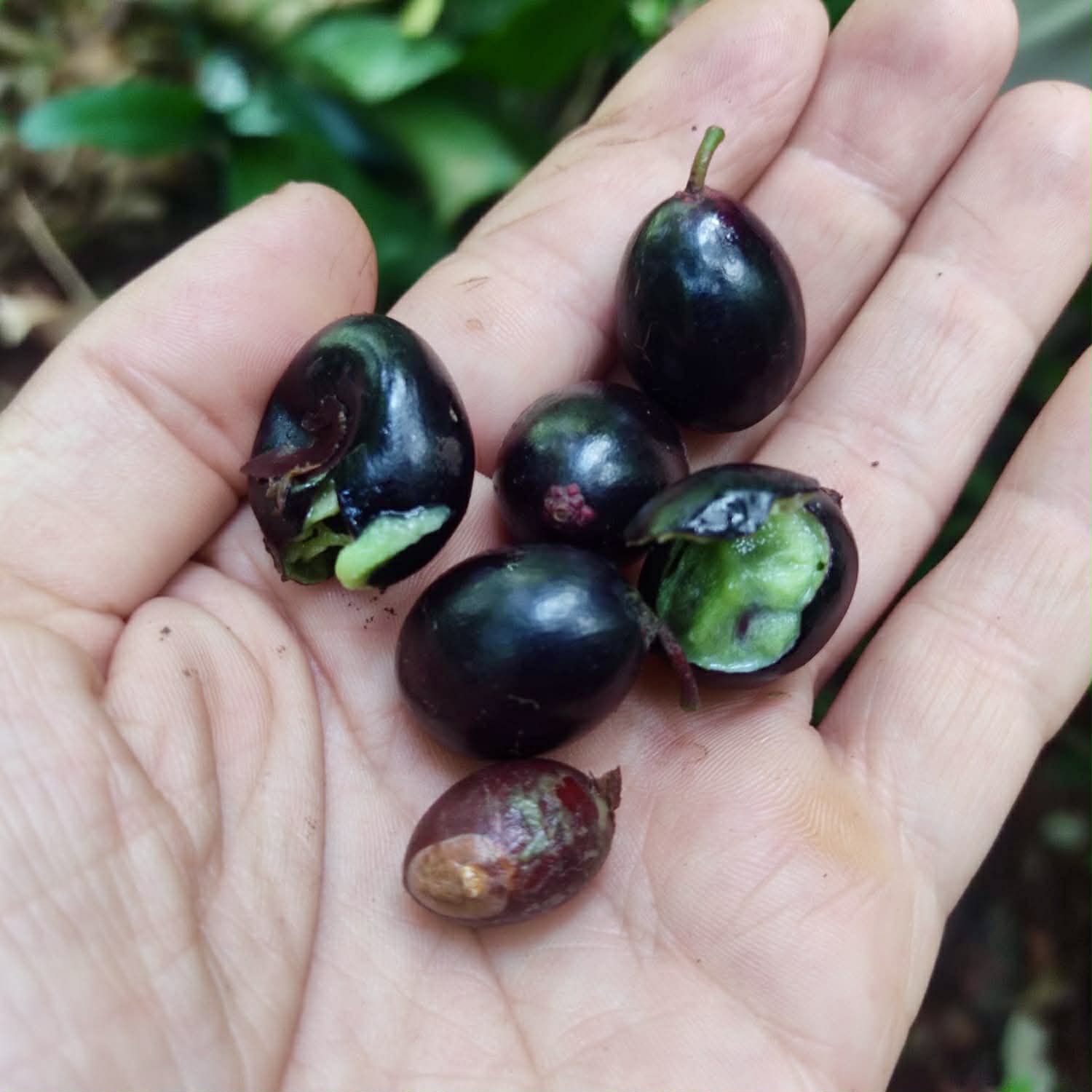 Bapeba Live Plant (Pouteria sp. "Bapeba)